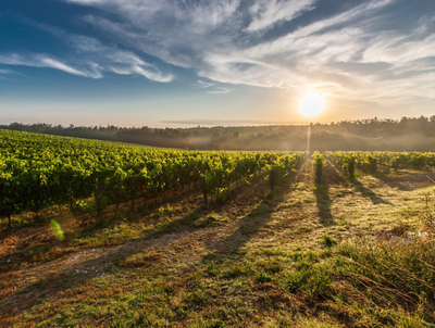 Organic September: Is Organic Wine Really Better For You? 